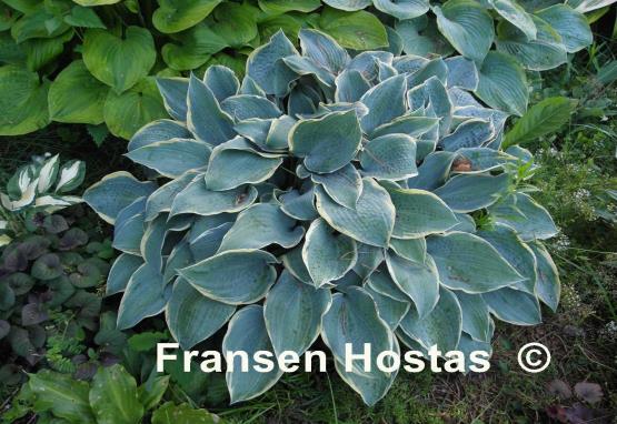 Hosta Frosted Dimples - Fransen Hostas